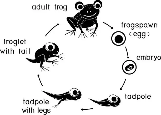 Vector illustration of Silhouette of frog life cycle. Sequence of stages of development of cartoon frog from egg to adult animal isolated on white background