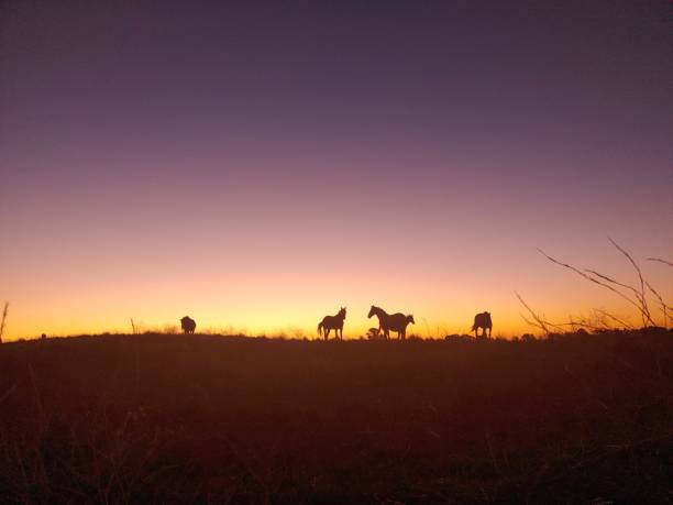 istock Sunset over the field with horses 1304536038