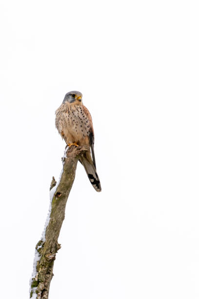 Common Kestrel (Falco tinnunculus) resting on a tree watching out for prey in winter time Common Kestrel (Falco tinnunculus) resting on a tree watching out for prey in winter time, hesse, germany falco tinnunculus stock pictures, royalty-free photos & images