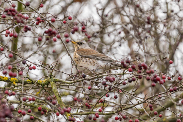 istock Fieldfare (Turdus pilaris) perched on a crabapple tree in a garden in the snow 1304536286