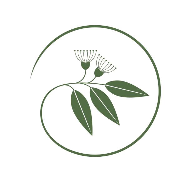 Eucalyptus logo. Isolated eucalyptus on white background EPS 10. Vector illustration traditionally australian stock illustrations