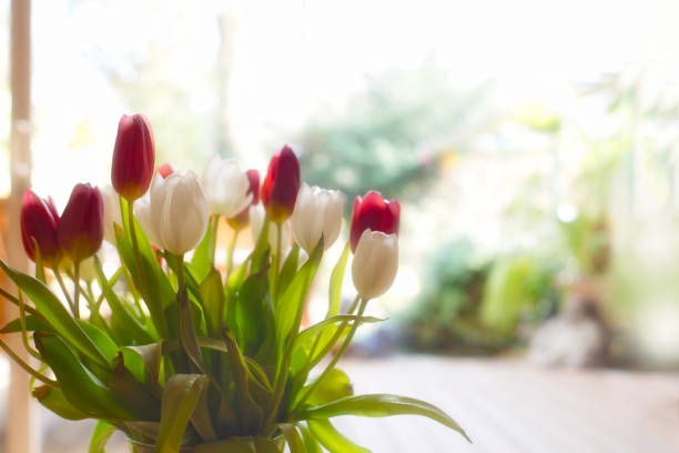 istock Bouquet multicolored bright fresh tulips selective focus with bokeh background, colorful spring,April,Easter concept with copy space background 1304536312