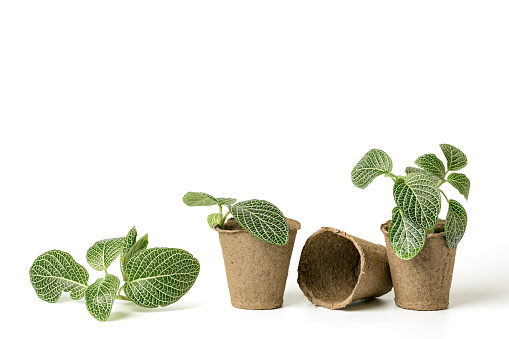 Top view of seedlings Ficus microcarpa growing in black plastic pot isolated on white background included clipping path.