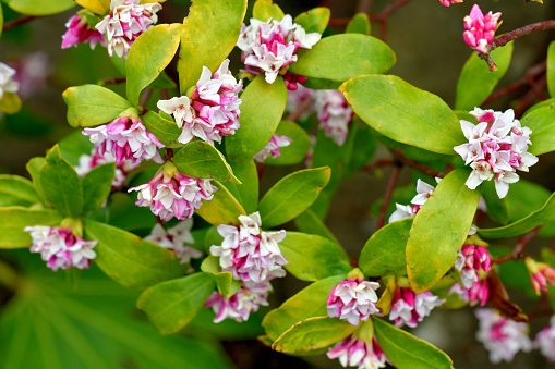 Daphne odona, also called Japan daphne and daphne indica and native to Japan and China, is a compact evergreen shrub with dark green leaves and terminal umbels of very fragrant, reddish-purple, yellow or white flowers from late winter to early spring, often followed by colorful berries.
