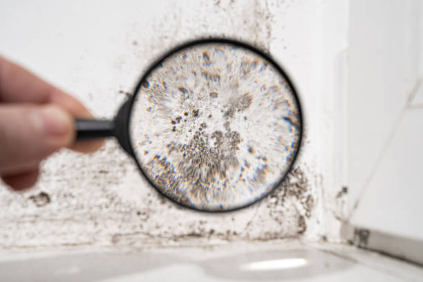 istock view through a magnifying glass white wall with black mold. 1304538520