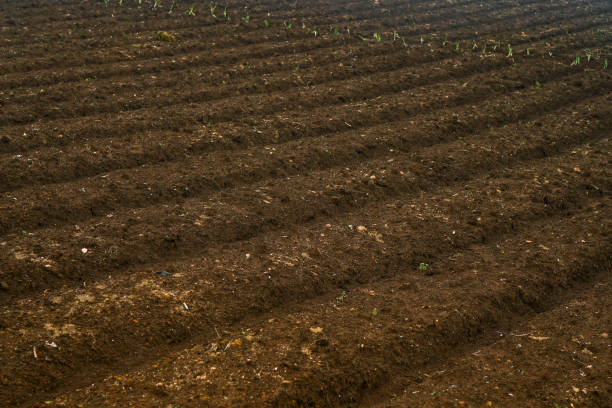 istock farmer's land that is ready for planting 1304538839