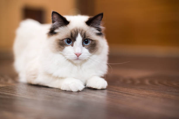 istock Beautiful young white purebred Ragdoll cat with blue eyes 1304538915