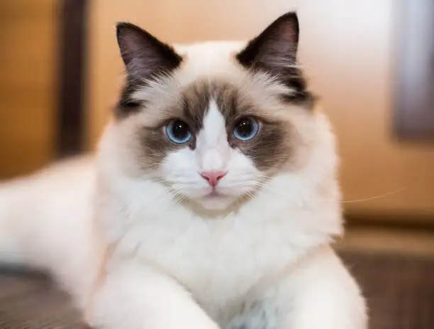 Photo of Beautiful young white purebred Ragdoll cat with blue eyes