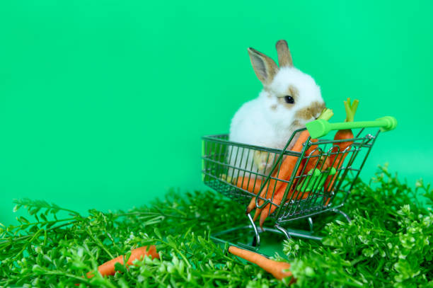 istock Rabbit on green screen background. Spirit animal and clever pet for Easter 1304539948
