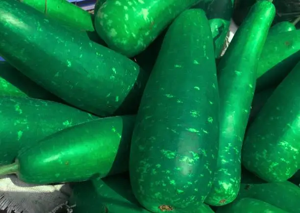 Photo of A lot of Fresh calabash or calabashes or cucurbit or gourd