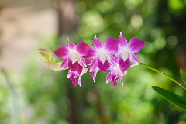 fleur d’orchidée violette de dendrobium bouquet fleurissant dans le jardin botanique. rose et blanc flore douce symbole de pétale de velours de beauté d’amour pour la décoration et le cadeau - dendrobium photos et images de collection