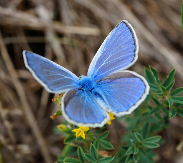 istock Blue butterfly in wildflowers. 1304540359