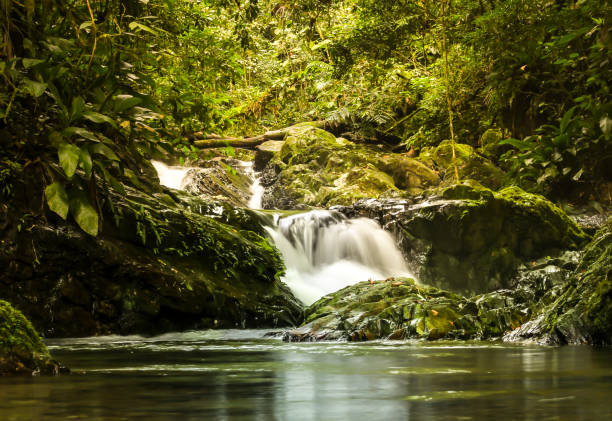 floresta brasileira - tropical rainforest tropical climate waterfall landscape - fotografias e filmes do acervo