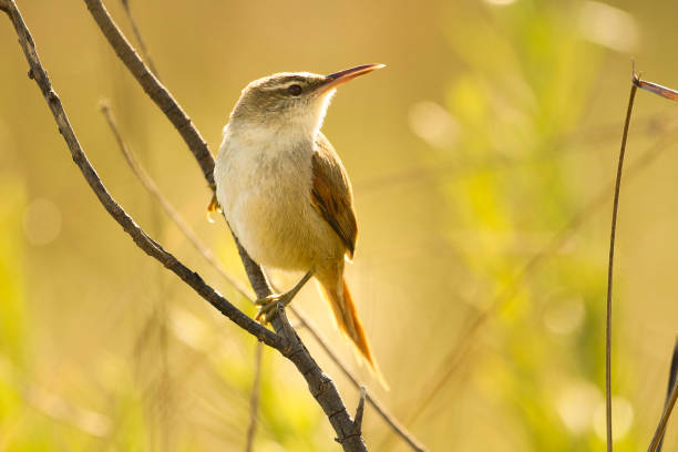 istock Straight-billed Reedhaunter 1304541702