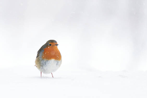 european robin bird, erithacus rubecula in the snow - rubecula imagens e fotografias de stock