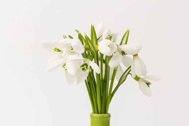 istock Snowdrop on white background. White springs flower in close-up with copy space. 1304545144