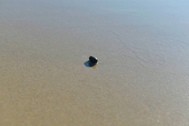 istock Beach Saint-Michel Erquy - Low tide 1304545199