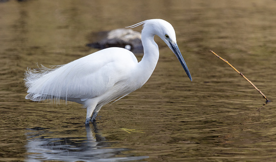 Little Egret standing in water looking for food