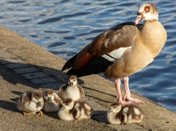 An Egyptian goose stands guard on its brood if 5 cute, fluffy goslings. The first signs of spring?