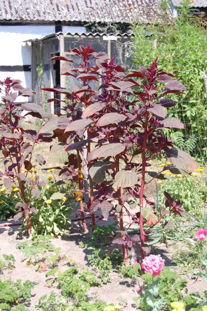 Tall plants and self sufficiency and parsley.