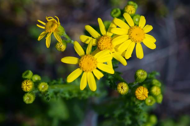 istock Yellow chamomile in the wild. 1304545475