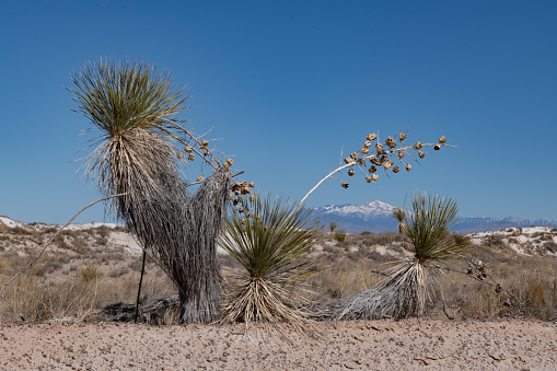 Desert yucca plant with mountain background along road through White Sands National Monument.