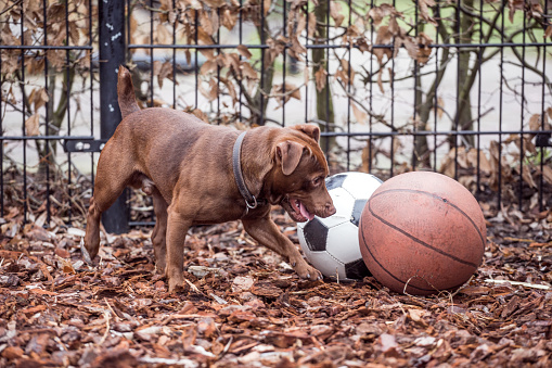 Active puppy playing with sports balls in a playground