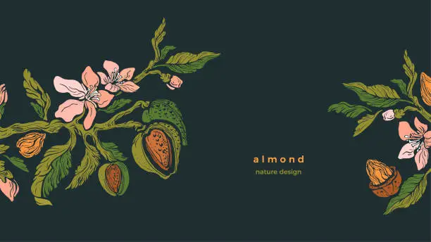Vector illustration of Almond template Vector tree, branch, nuts Bio food