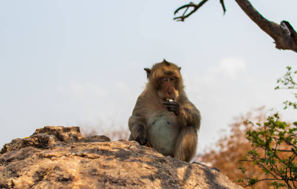 istock Thai Primate  Monkey in Thailand Southeast Asia 1304548533