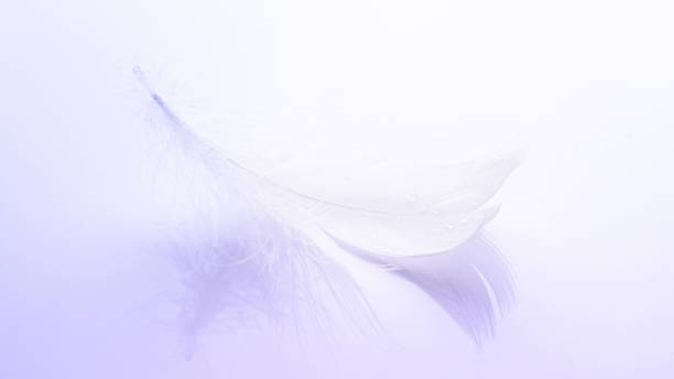 istock Feather isolated. Abstract bird feather texture closeup on white background in macro photography, soft focus. Concept of sensitivity responsiveness to nature. 1304548545
