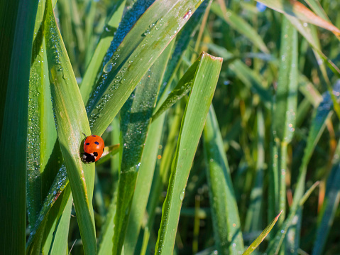 Ladybug on a green leaf of grass covered with dew drops closeup
