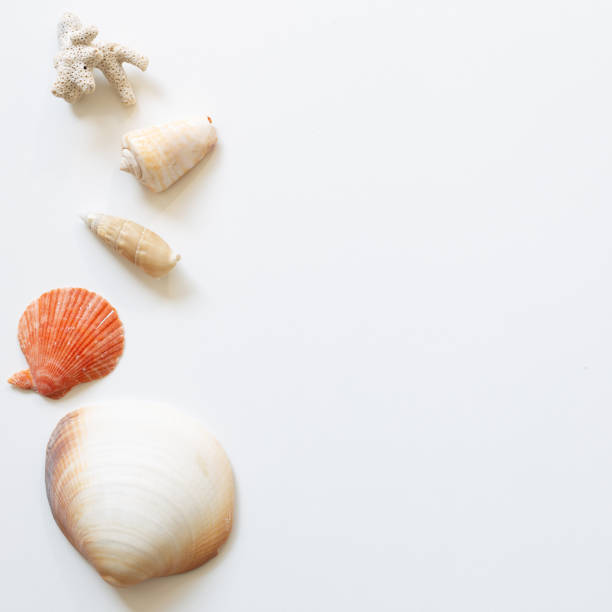 istock Shellfish on white background. summer marine decoration. flat lay, top view, copy space 1304548758