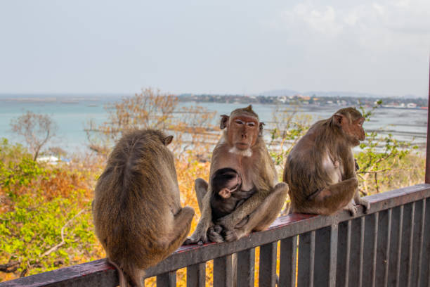 istock Thai Primate  Monkey in Thailand Southeast Asia 1304548767