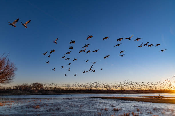 istock Huge flocks of migrating snow geese take flight at sunrise 1304548851