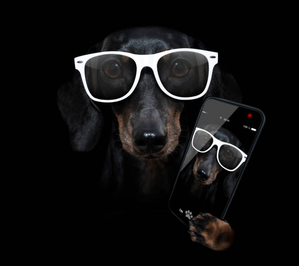 istock dog isolated on black dramtic dark background taking selfie 1304548958