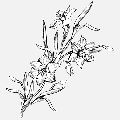 Isolated branch of flowers daffodils, narcissus. Monochrome floral hand-drawn elements on white background. For wedding design, greeting card mock up. Vector Illustration