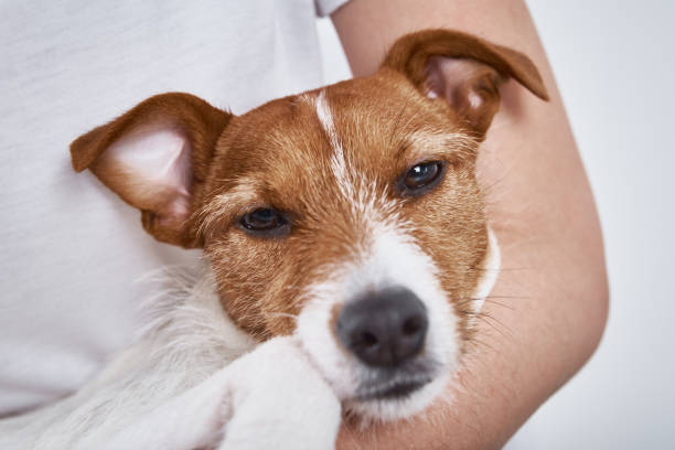 istock Sick dog. Sad dog lying at owner hands looking at camera 1304549489