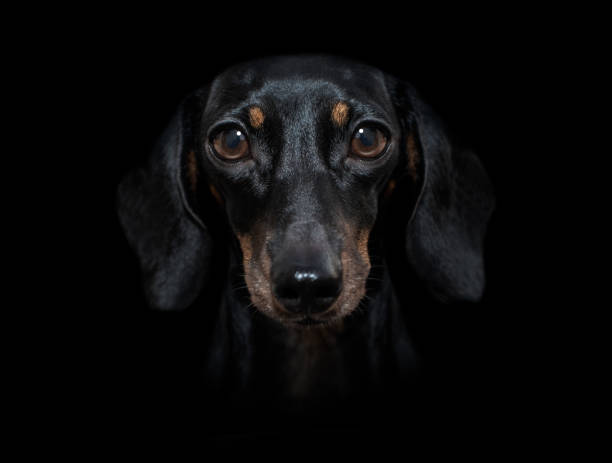 dog isolated on black dramtic dark background