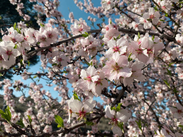 istock Blossoming almond branches. Almond tree in its maximum splendor 1304549569