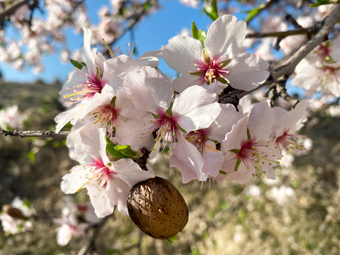 Flowering almond branch with almonds. Almond tree in its maximum splendor. Landscape photography