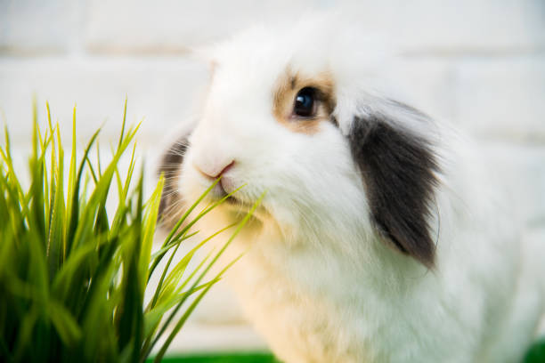 istock Close up of a white bunny with brown ears. 1304549993