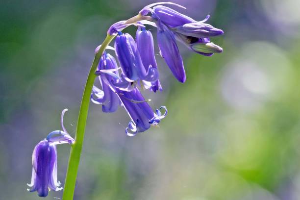 närskärm en brittisk infödd blåklocka - bluebell bildbanksfoton och bilder