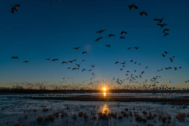 istock Huge flocks of migrating snow geese take flight at sunrise 1304550678