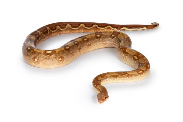 istock T+ albino Boa Constrictor snake on white 1304550754
