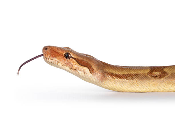 istock T+ albino Boa Constrictor snake on white 1304550759