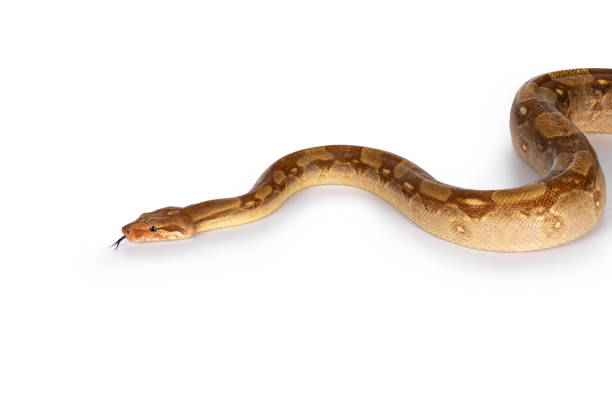 istock T+ albino Boa Constrictor snake on white 1304550783
