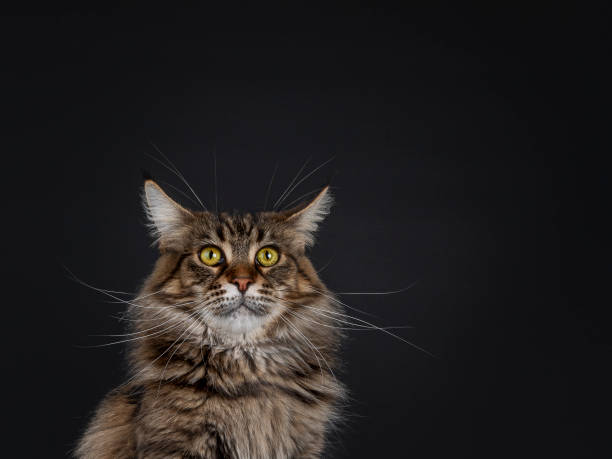 istock Black tabby Maine Coon cat on black 1304550807