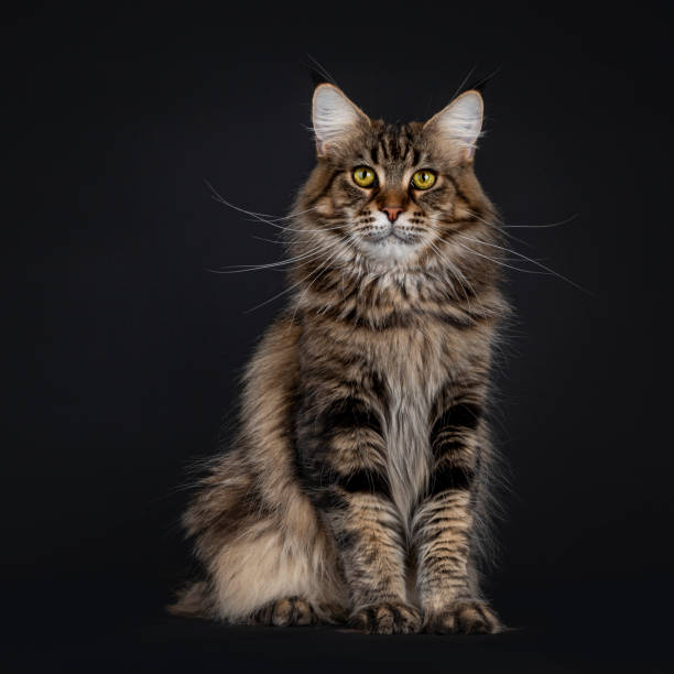 istock Black tabby Maine Coon cat on black 1304550817