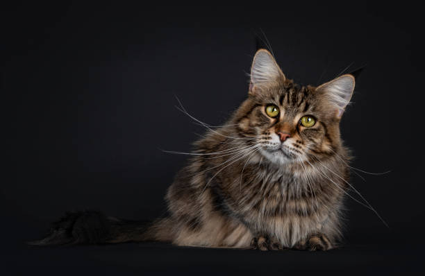 istock Black tabby Maine Coon cat on black 1304550855