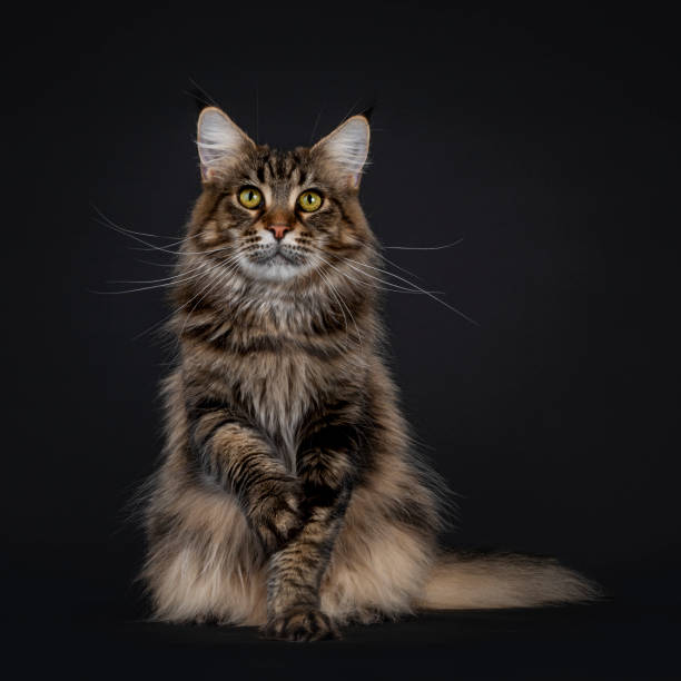istock Black tabby Maine Coon cat on black 1304550923